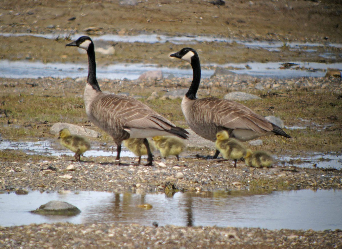 Canada Goose - ML139941621