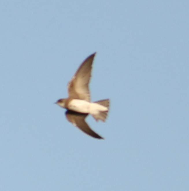 Bank Swallow - ML139941691