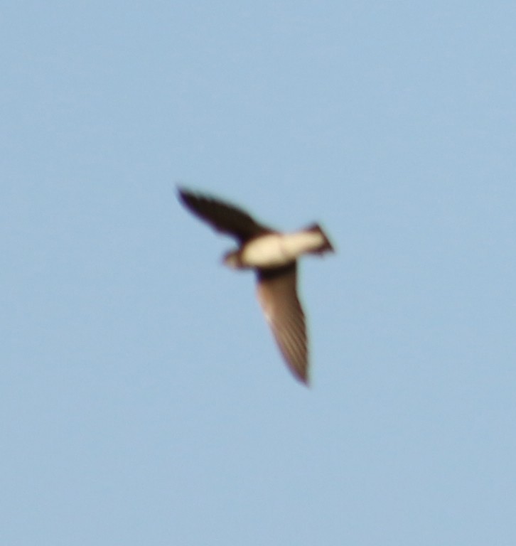 Bank Swallow - ML139941711