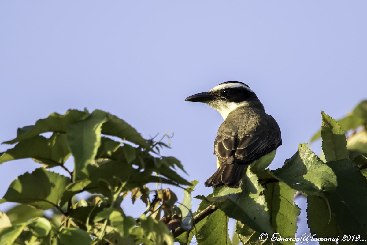 Boat-billed Flycatcher - ML139941881