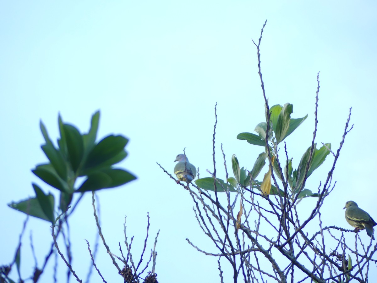 Pink-necked Green-Pigeon - ML139942061