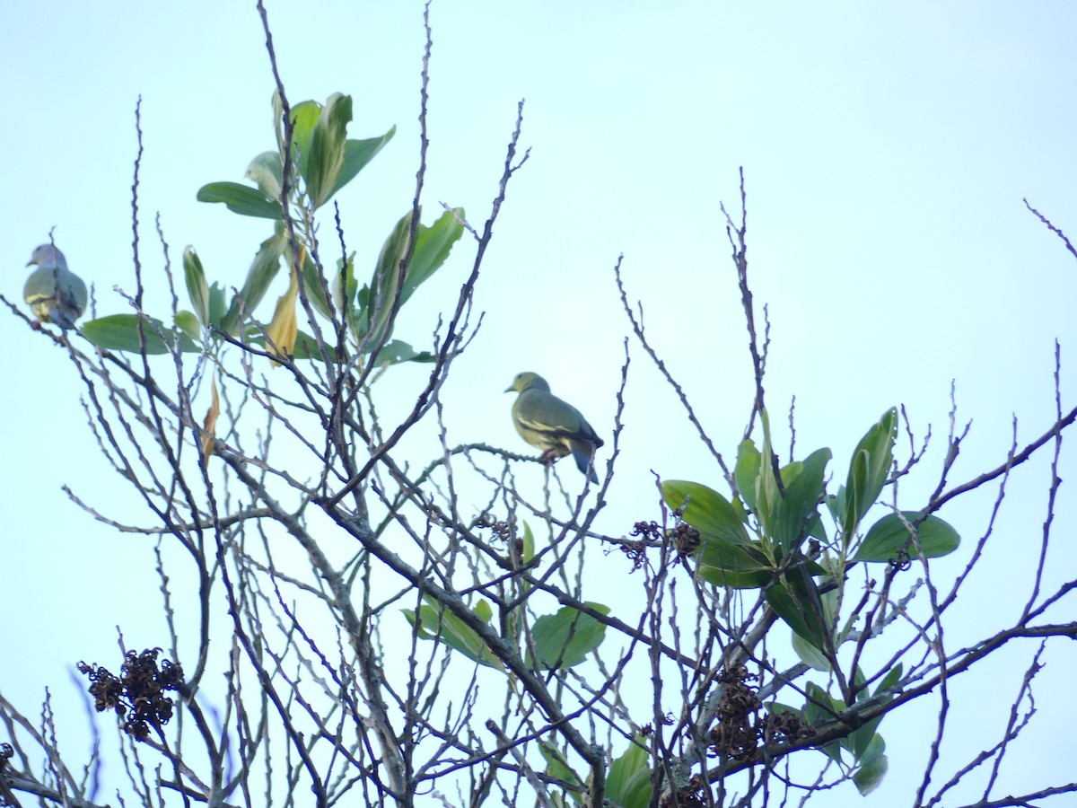 Pink-necked Green-Pigeon - ML139942081