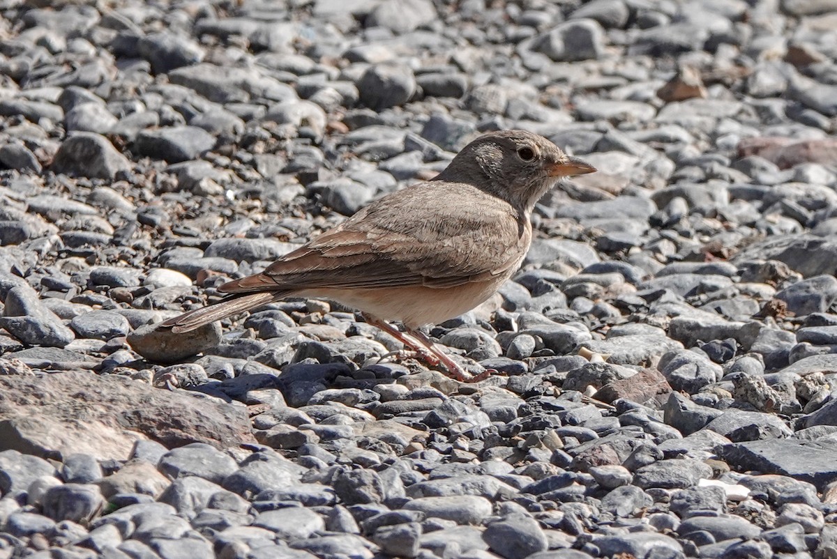 Desert Lark - Laurent Esselen