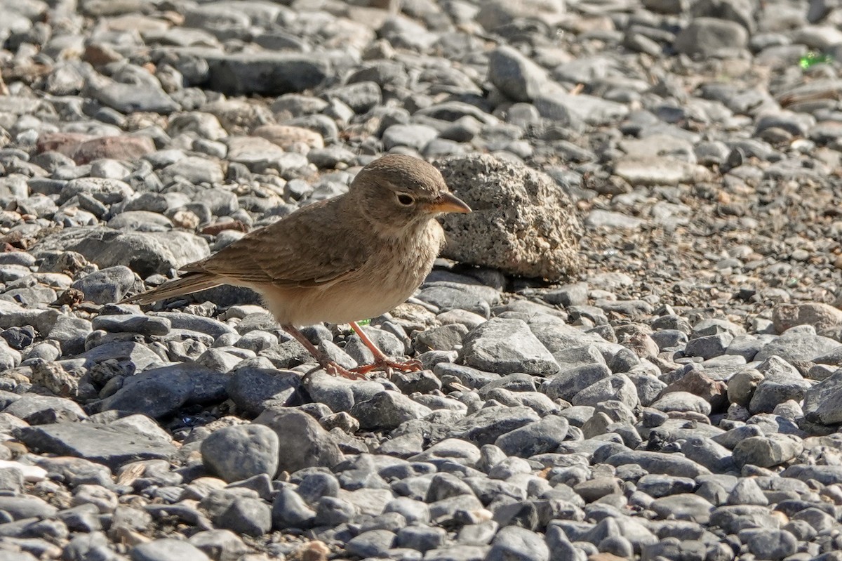 Desert Lark - ML139944171