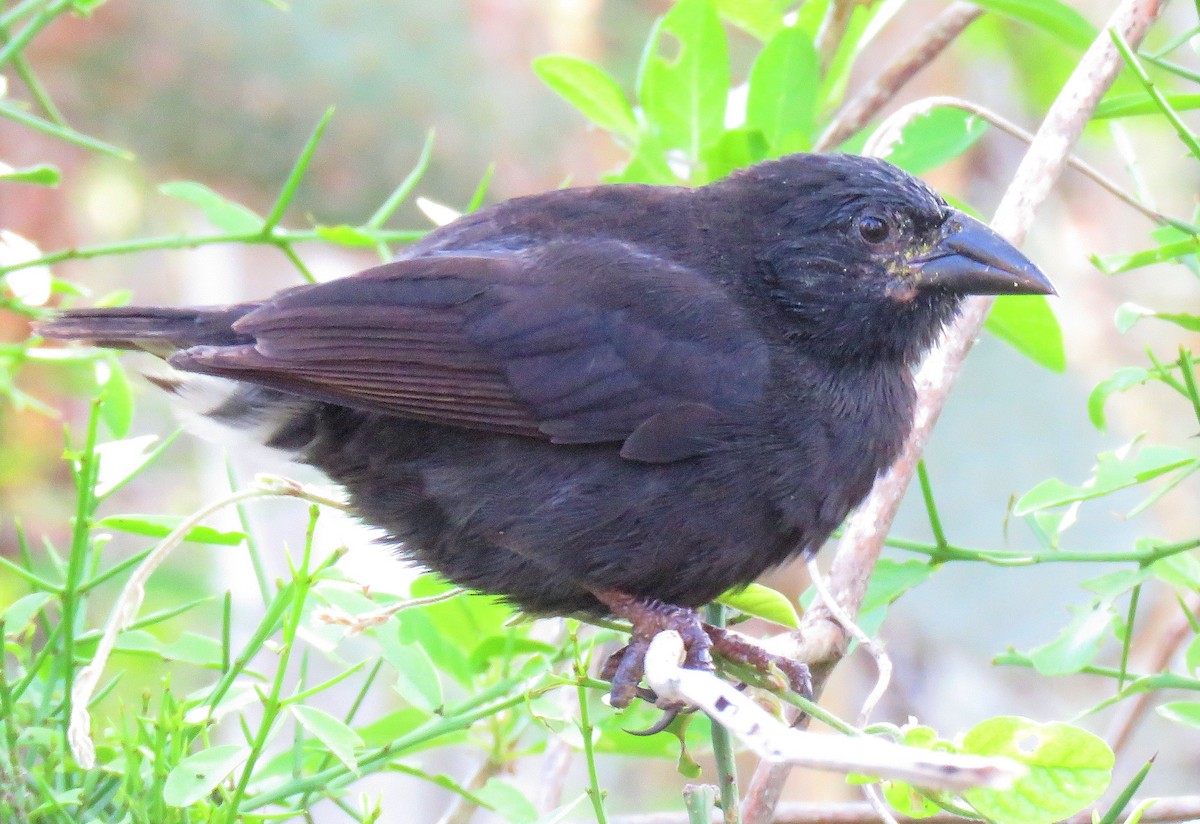 Common Cactus-Finch - ML139945101