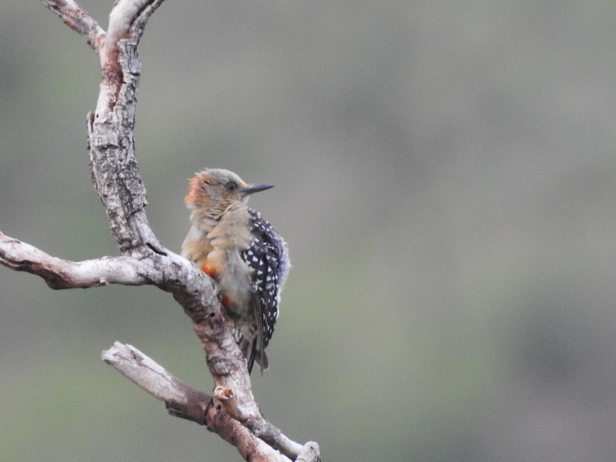 Red-crowned Woodpecker - ML139945201