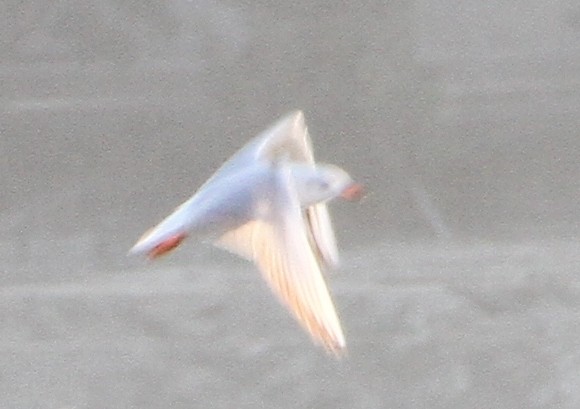 Black-headed Gull - ML139945891