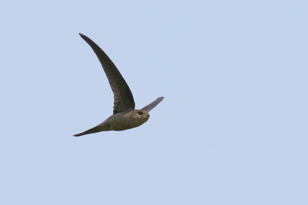 Asian Palm Swift - ML139945931