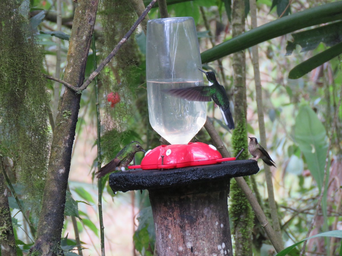 Speckled Hummingbird (maculata) - ML139945991