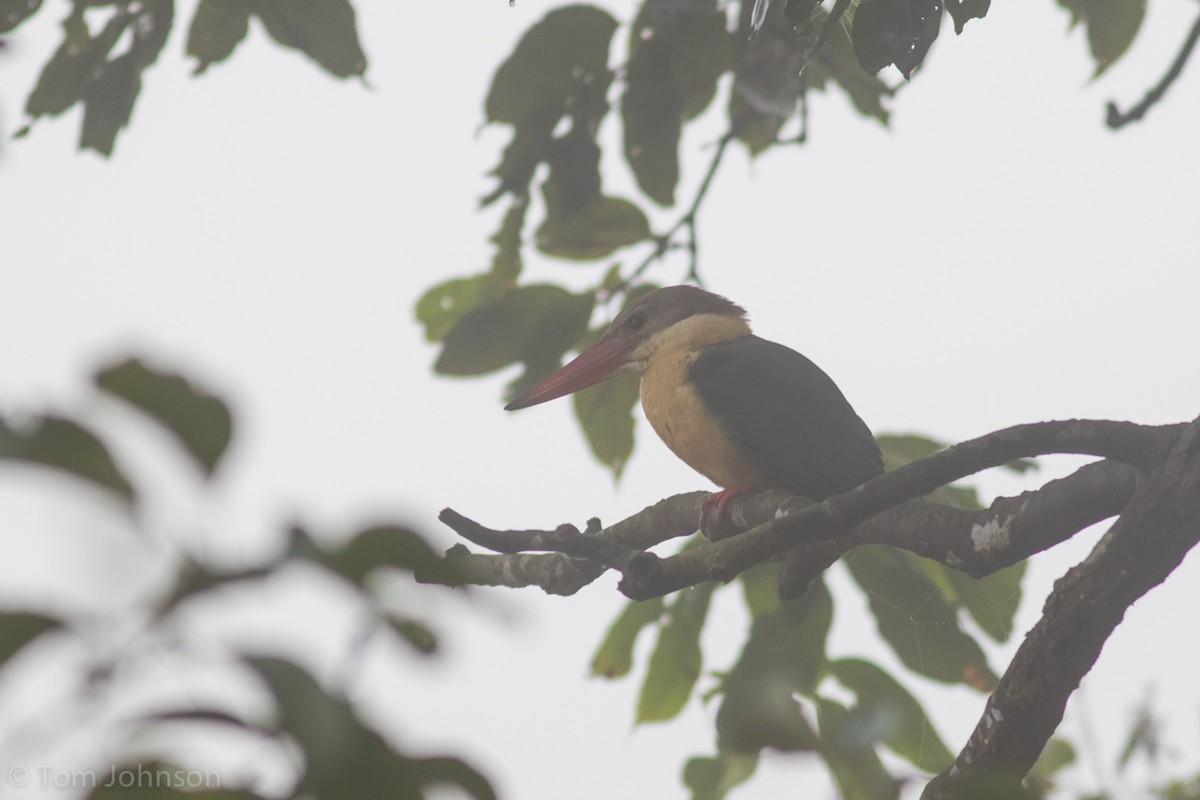 Stork-billed Kingfisher - ML139947021