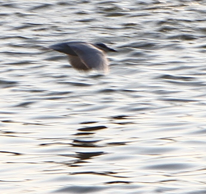 Weißbart-Seeschwalbe - ML139948351