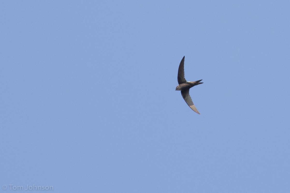 Blyth's Swift - ML139948601