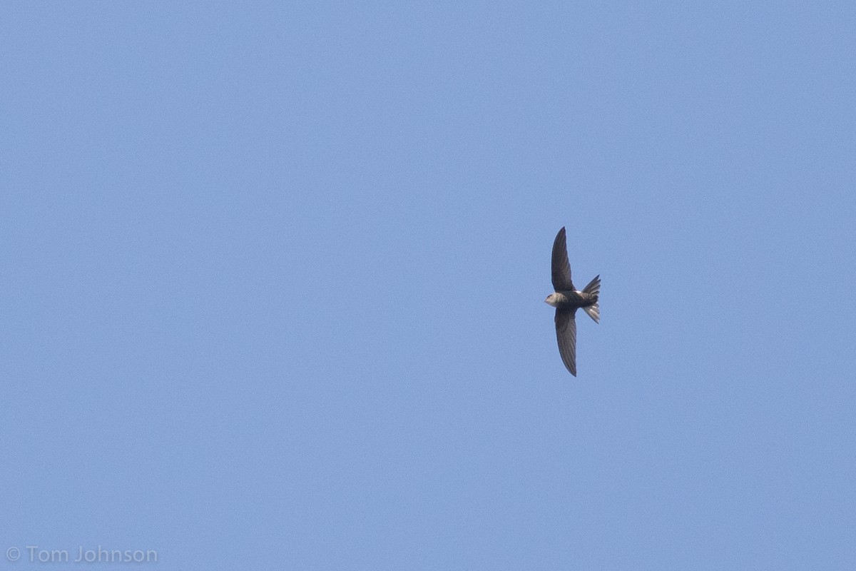 Blyth's Swift - ML139948621
