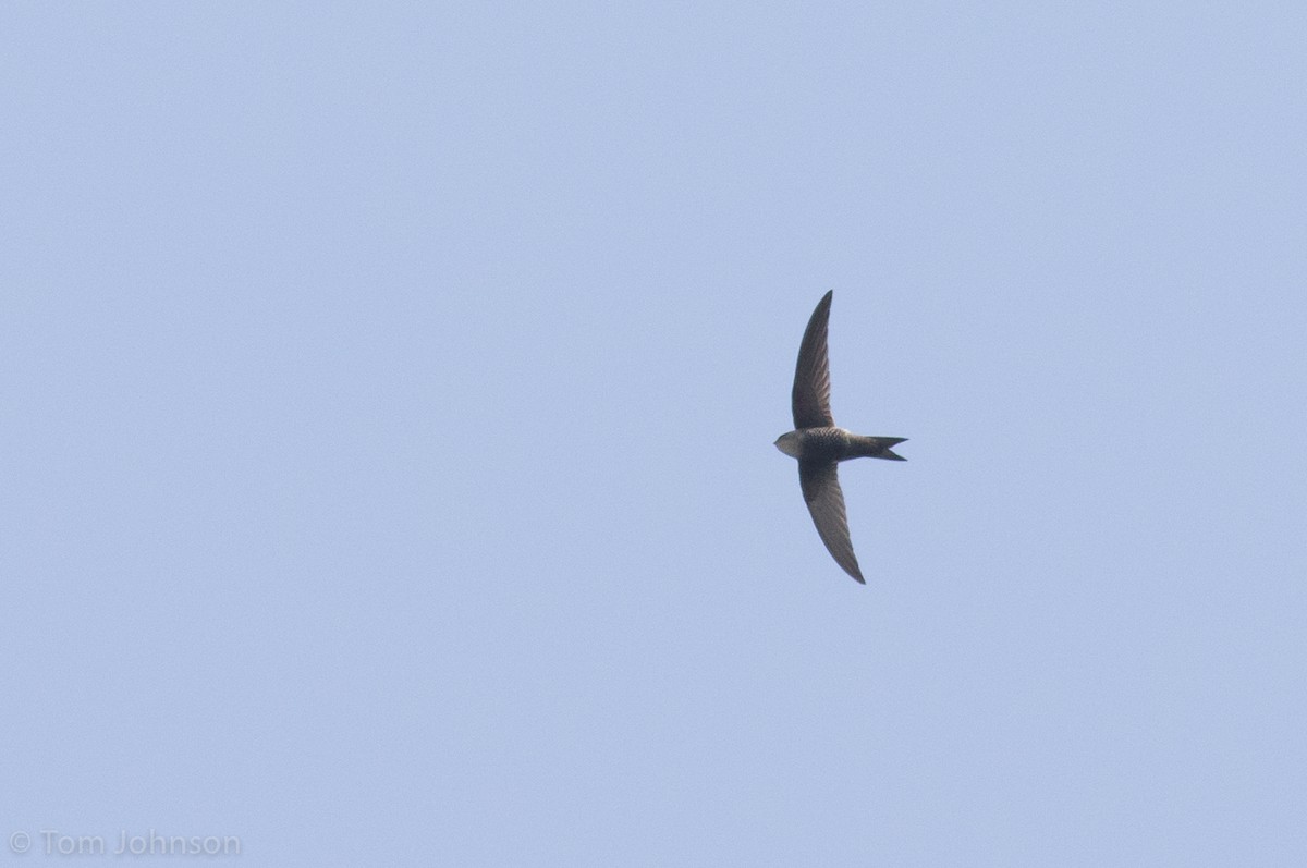 Blyth's Swift - ML139948641