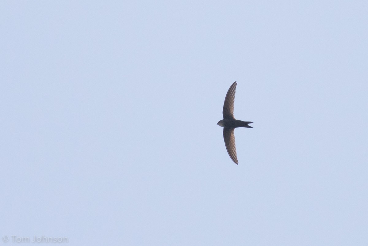 Blyth's Swift - ML139948661