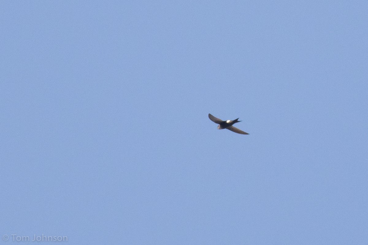 Blyth's Swift - ML139948671