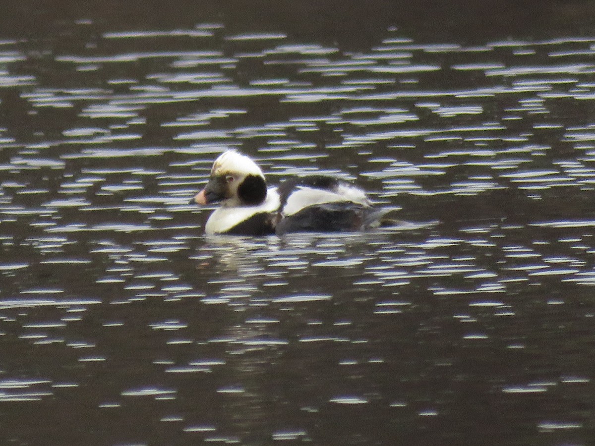 Long-tailed Duck - ML139949351