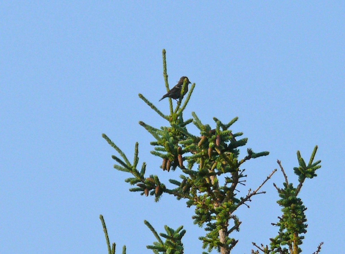 White-winged Crossbill - Jean Iron