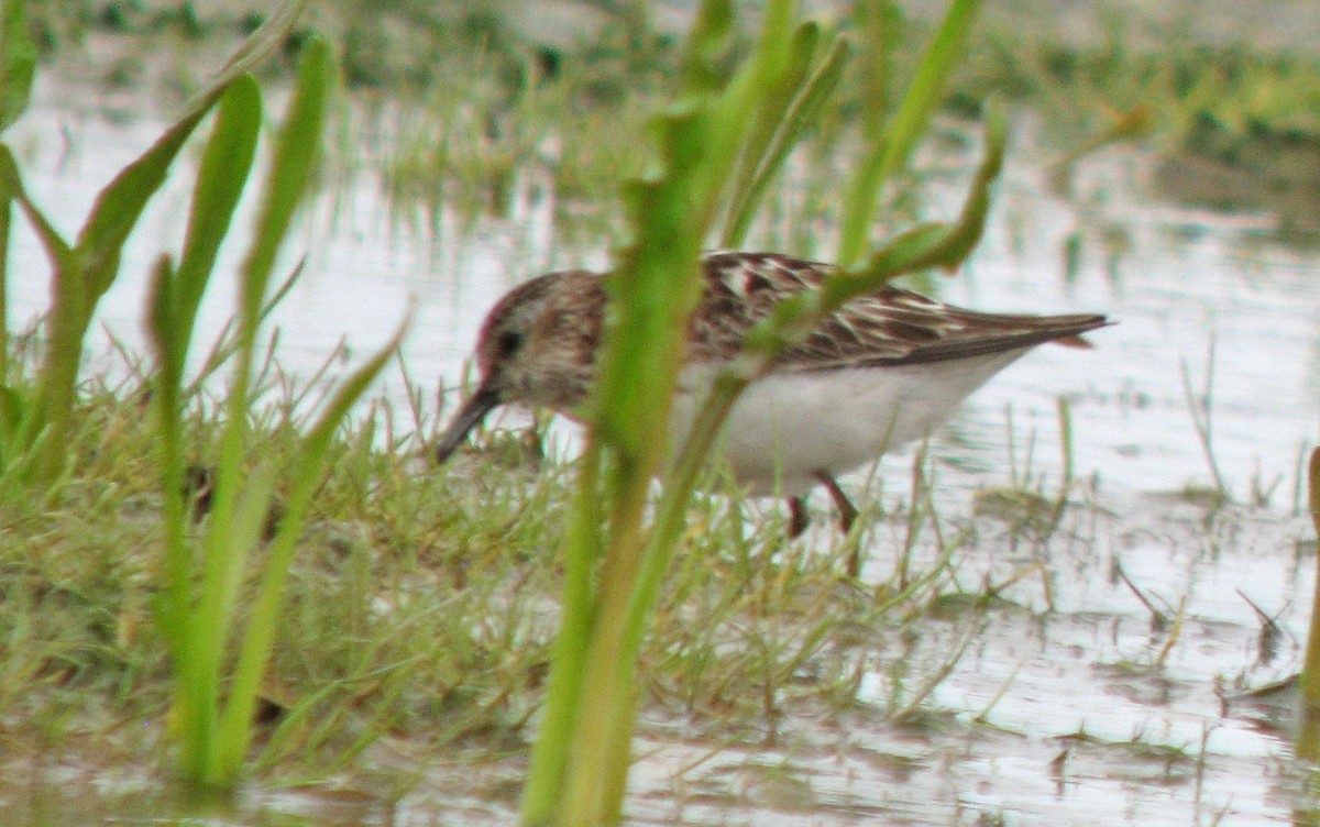 Least Sandpiper - Jean Iron