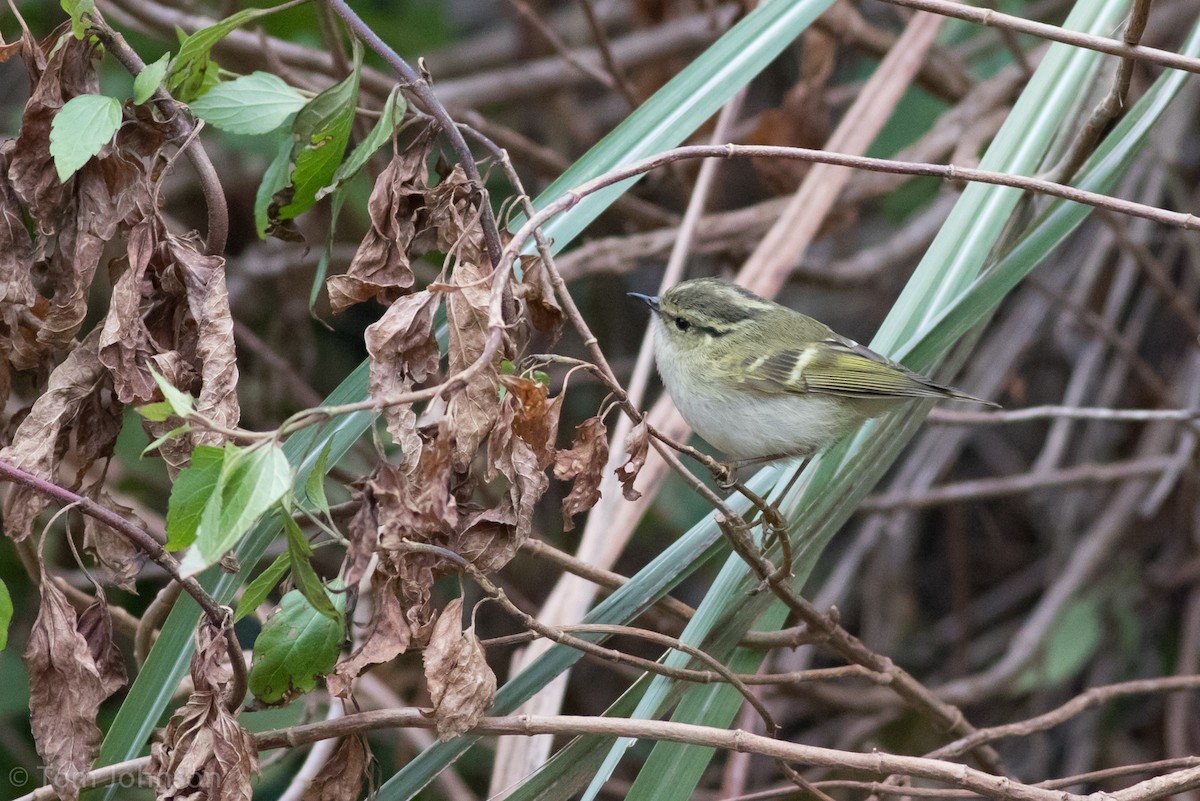 Lemon-rumped Warbler - ML139950141