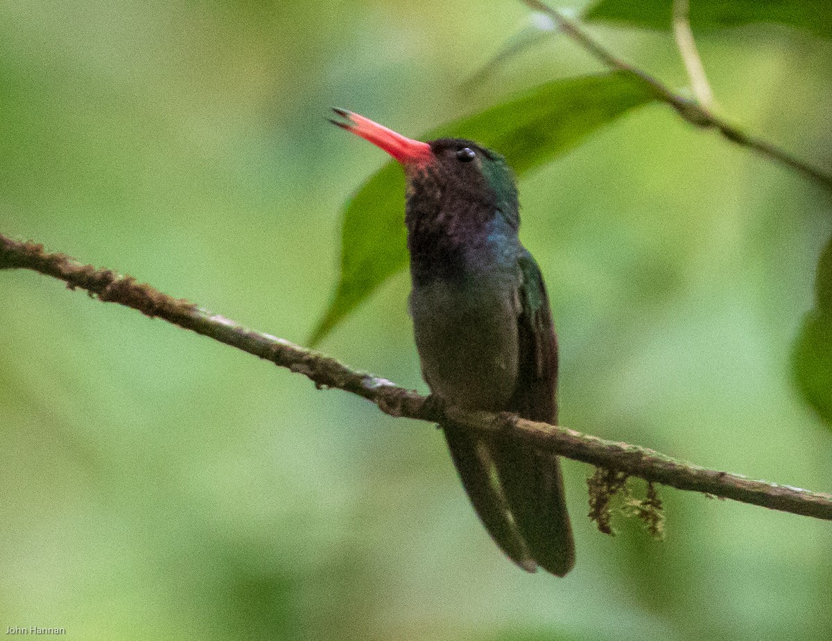 Blue-throated Goldentail - John Hannan