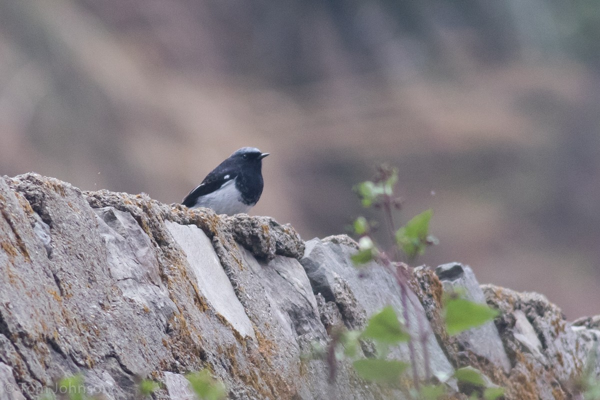 Blue-capped Redstart - ML139950561