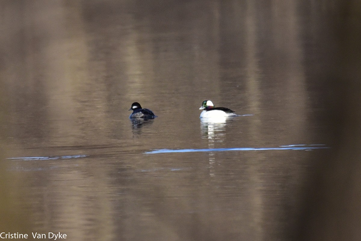 Bufflehead - Cristine Van Dyke