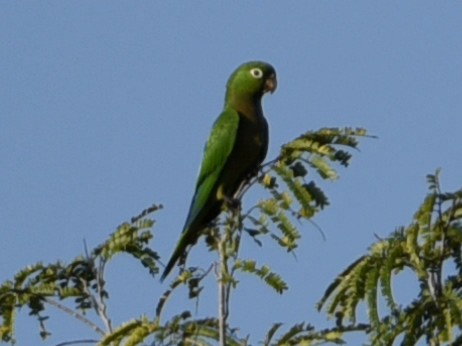 Olive-throated Parakeet - Bill Niemczyk