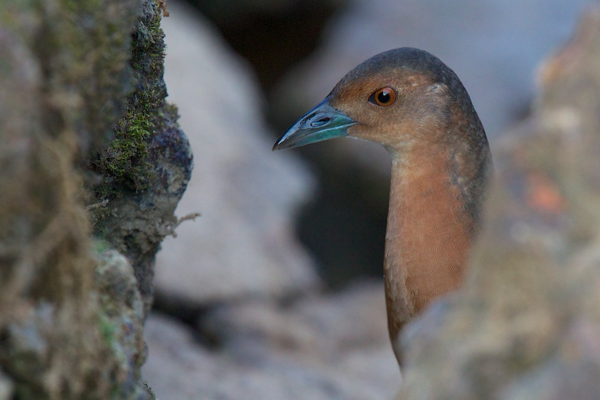 Band-bellied Crake - ML139953161