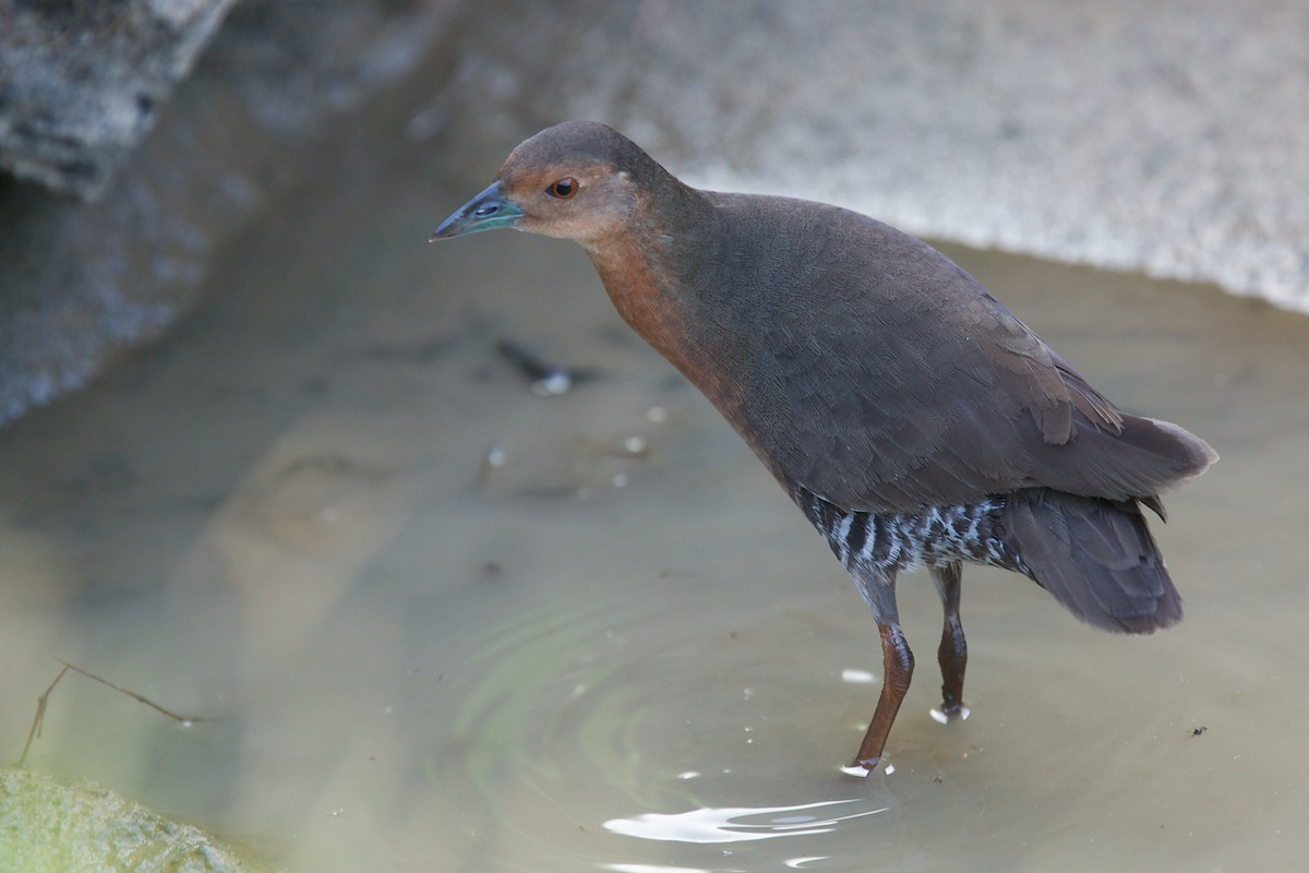 Band-bellied Crake - Robert Tizard