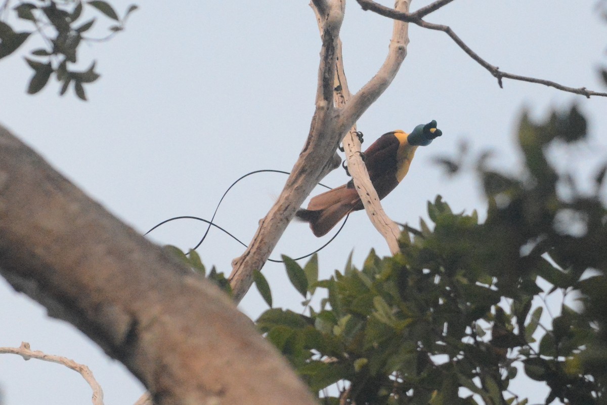 Red Bird-of-Paradise - ML139954051