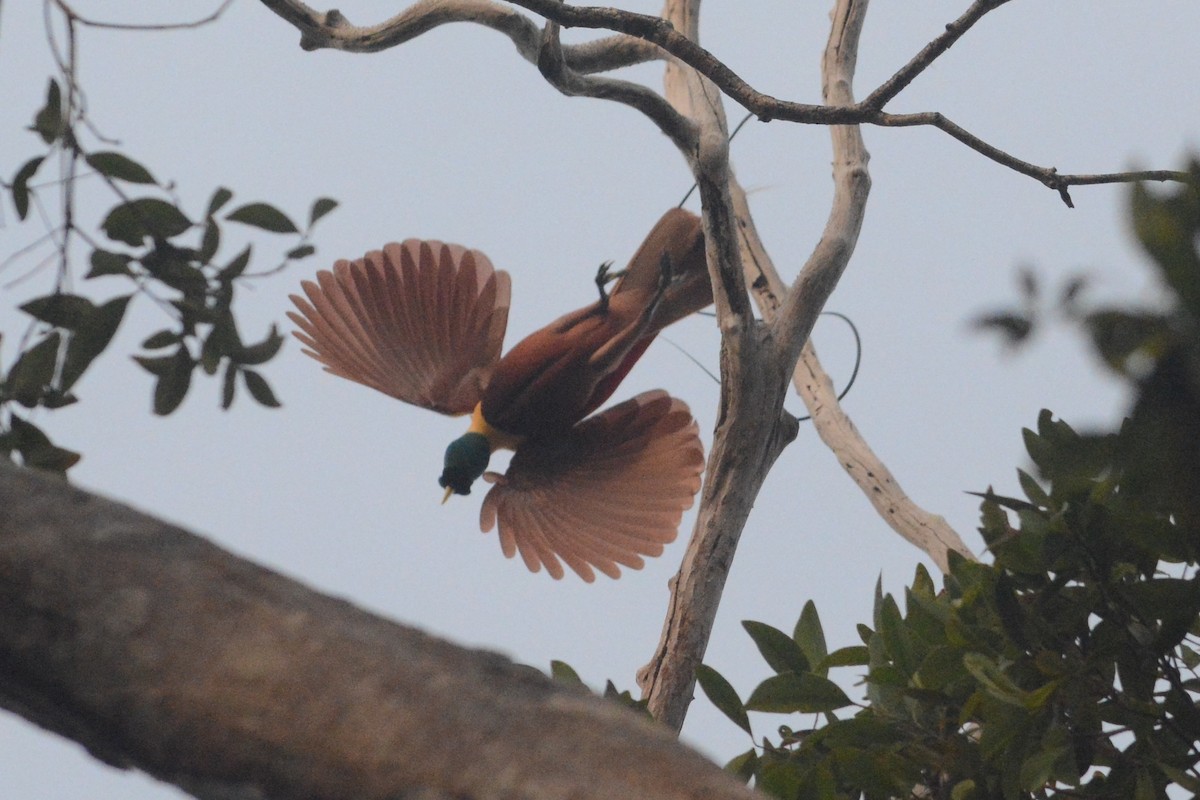 Red Bird-of-Paradise - Cathy Pasterczyk