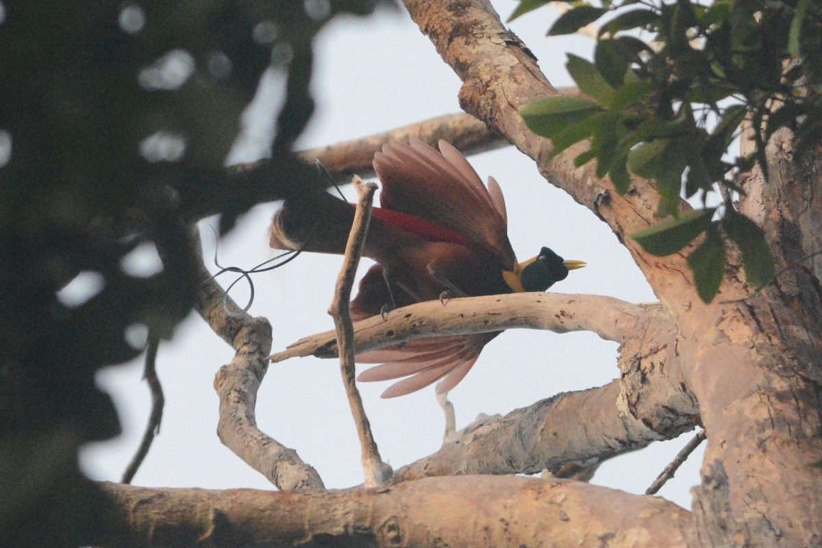 Red Bird-of-Paradise - ML139954121