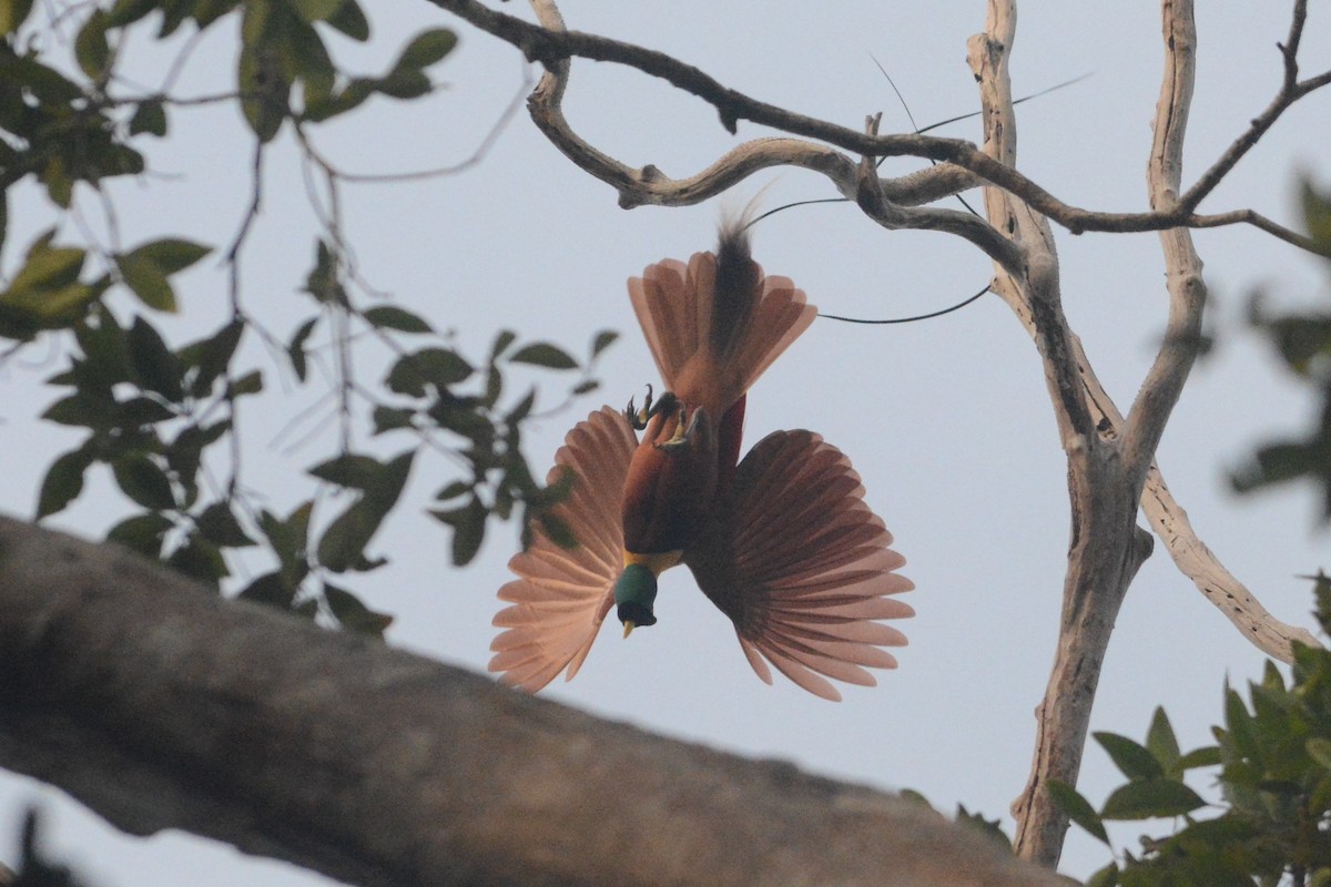 Red Bird-of-Paradise - ML139954151