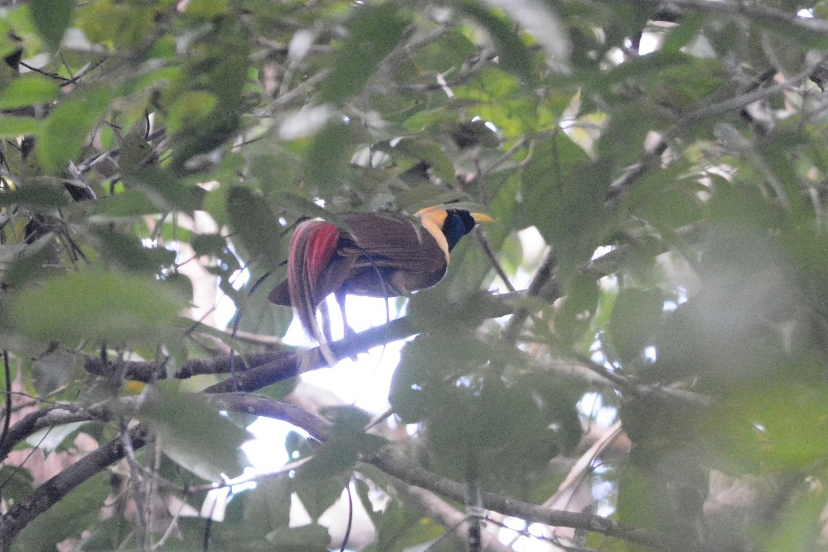 Red Bird-of-Paradise - ML139954251