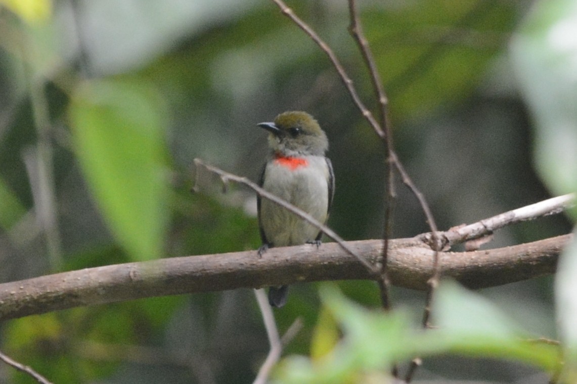 Olive-crowned Flowerpecker - Cathy Pasterczyk