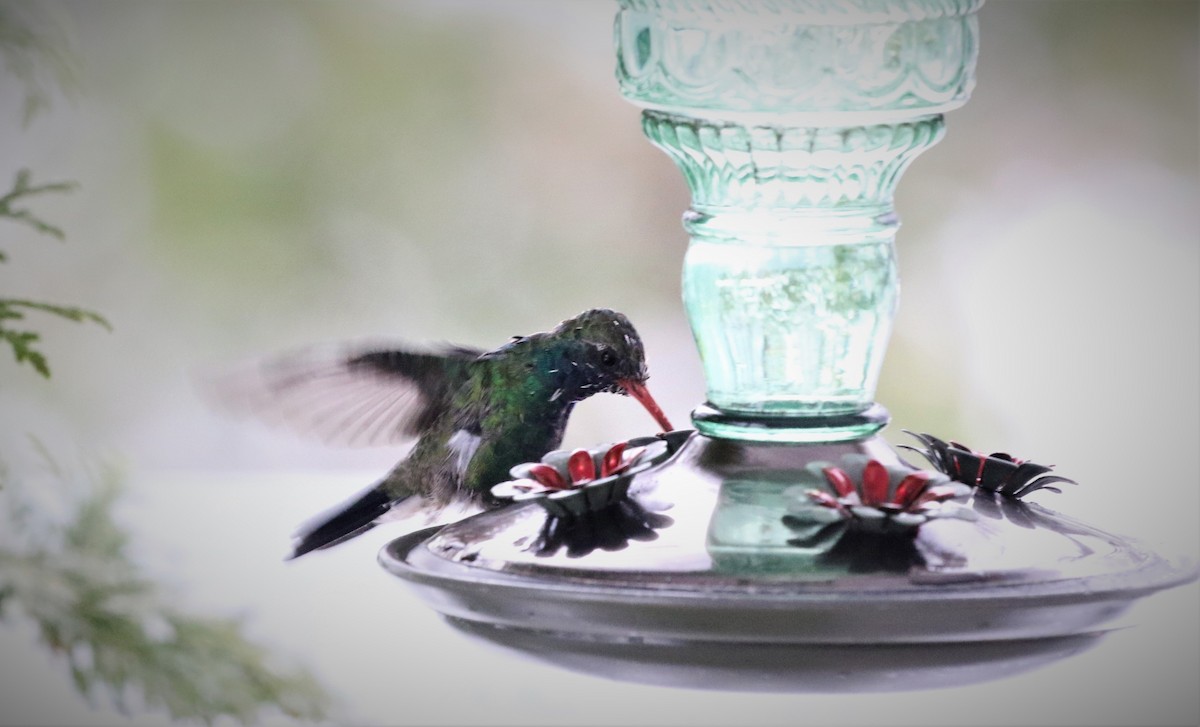 Broad-billed Hummingbird - ML139956061