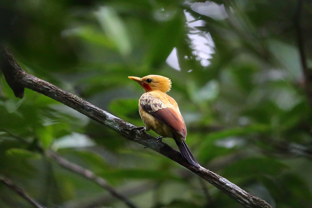 Cream-colored Woodpecker - Jon Irvine