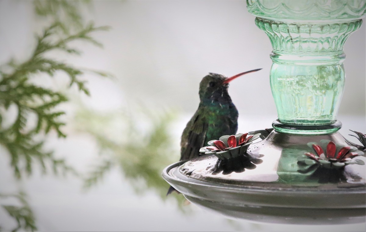 Broad-billed Hummingbird - ML139956091