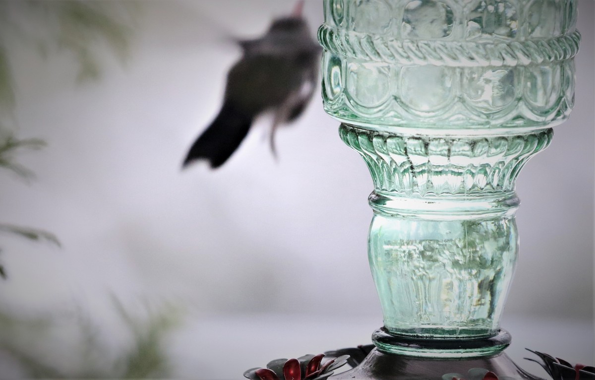 Broad-billed Hummingbird - ML139956201