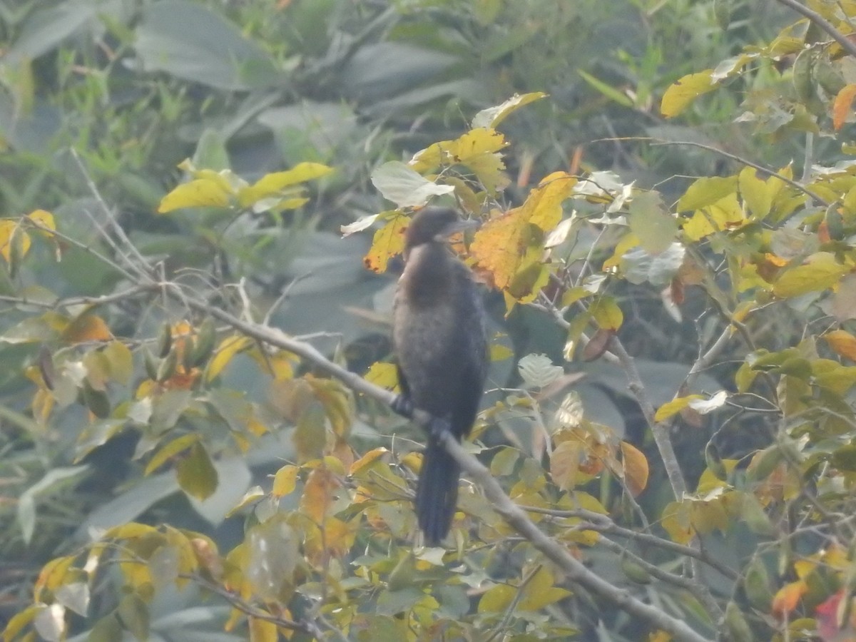 Little Cormorant - Kalpesh Gaitonde