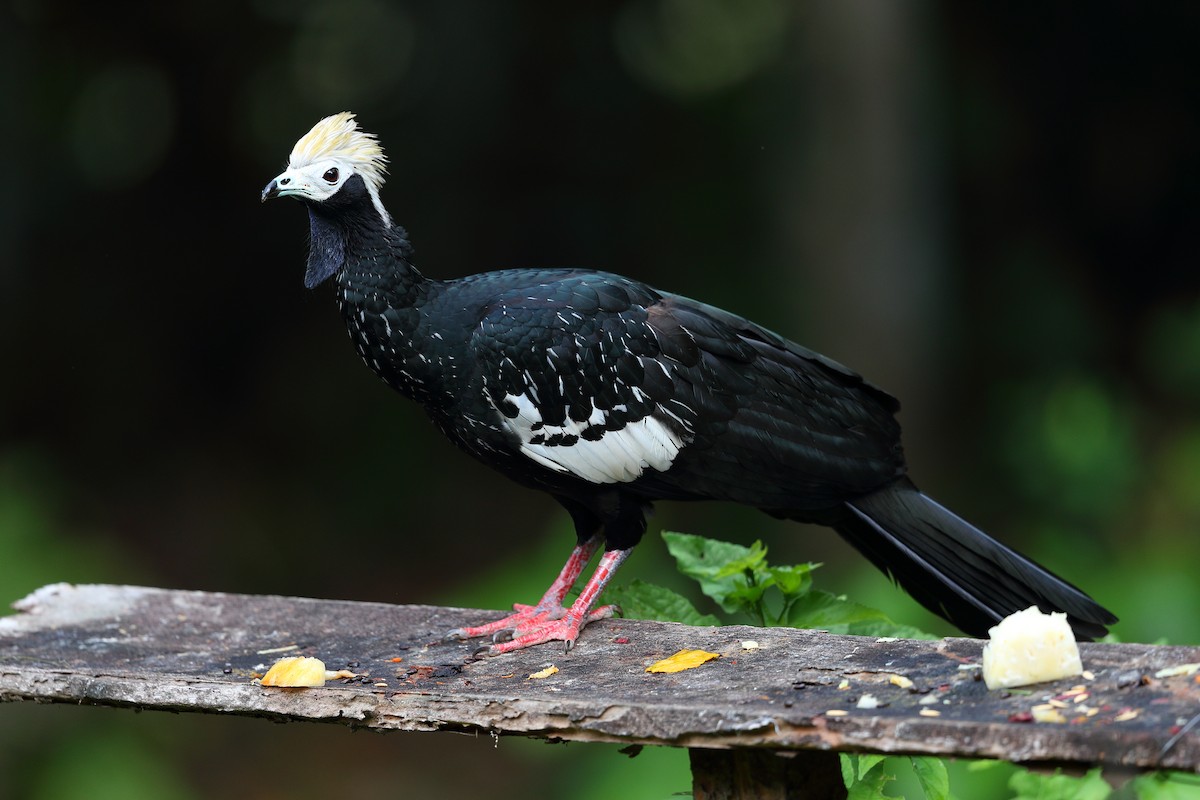Blue-throated Piping-Guan - Jon Irvine
