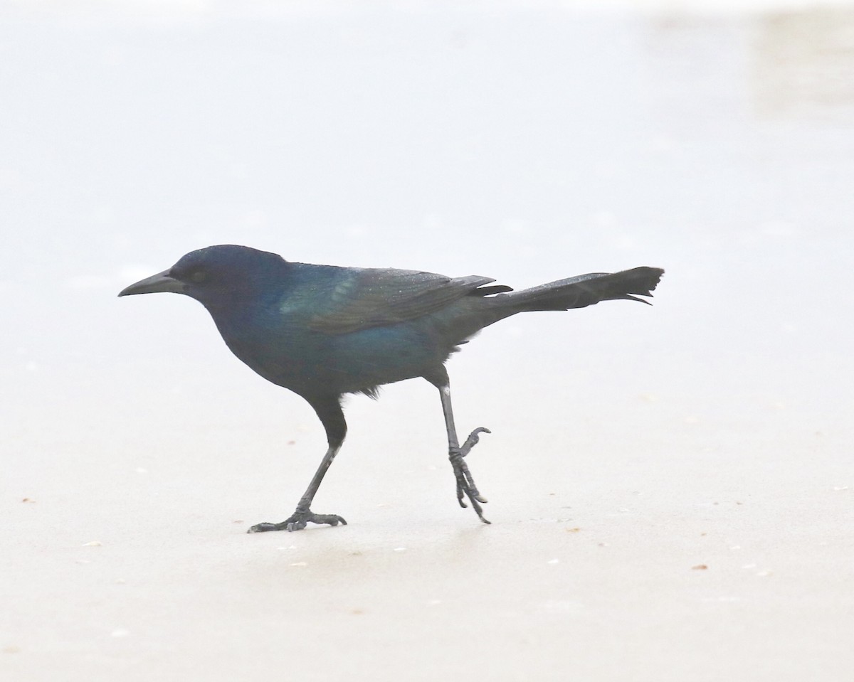 Boat-tailed Grackle - Victor Stoll