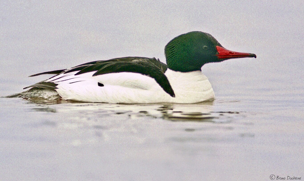 Common Merganser - ML139960571