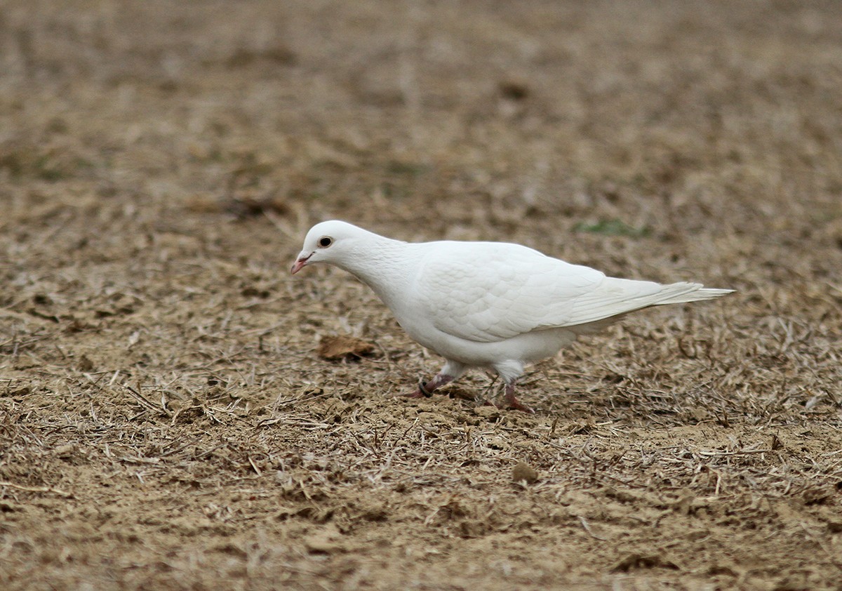 Rock Pigeon (Feral Pigeon) - ML139962341