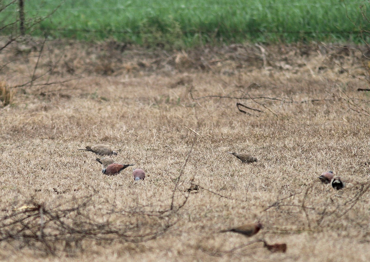 Red Collared-Dove - ML139962471