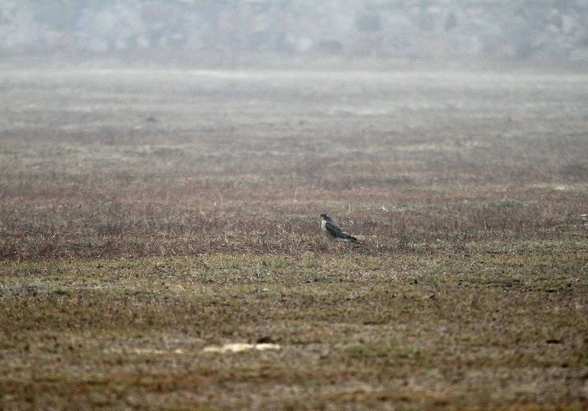 Eurasian Sparrowhawk - ML139962961