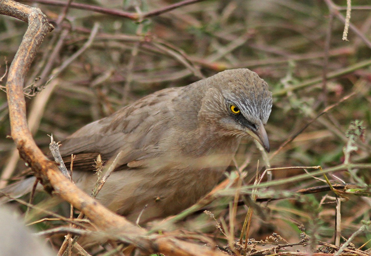 Large Gray Babbler - ML139964131