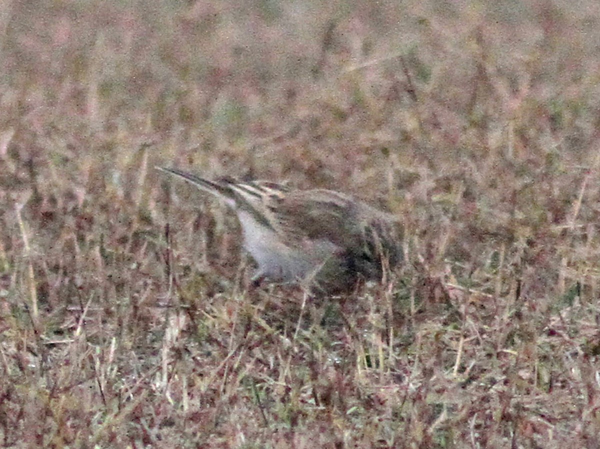 Paddyfield Pipit - PANKAJ GUPTA