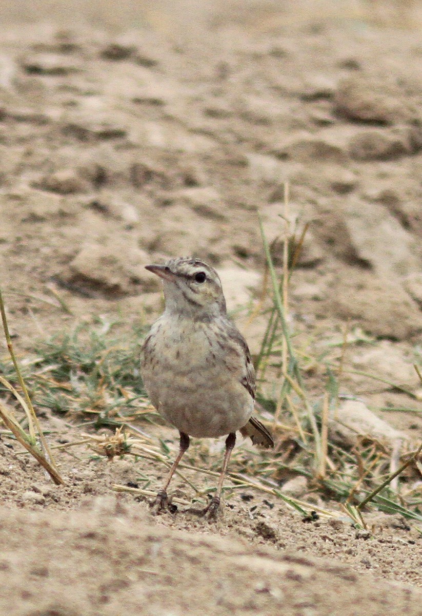 Tawny Pipit - ML139964231